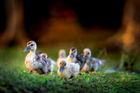 Patitos