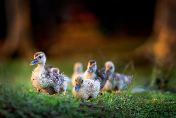 Patitos