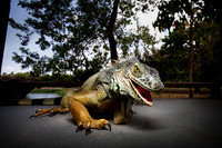 IGUANA RISA