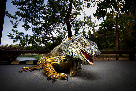 IGUANA RISA