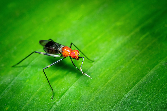 mosca