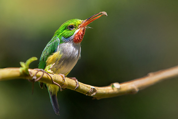 San Pedrito