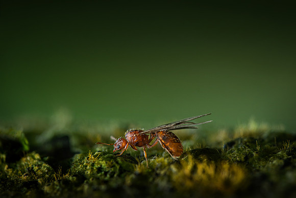 hormiga