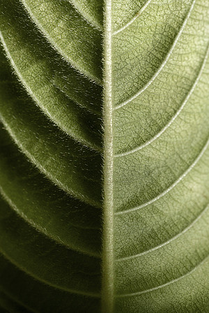 VEINS