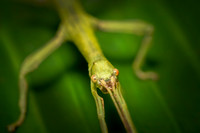 insecto palo