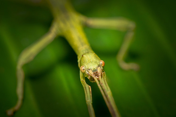 insecto palo