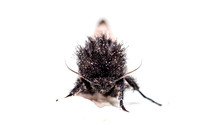 Polilla Española