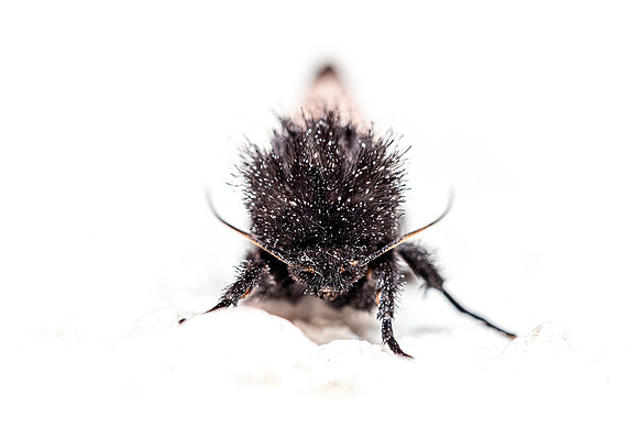 Polilla Española