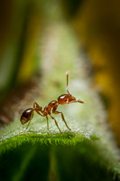 Fire ant