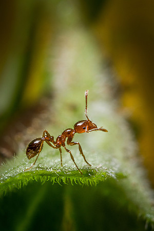 Fire ant