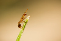 Fire ant 2