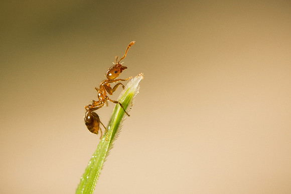 Fire ant 2